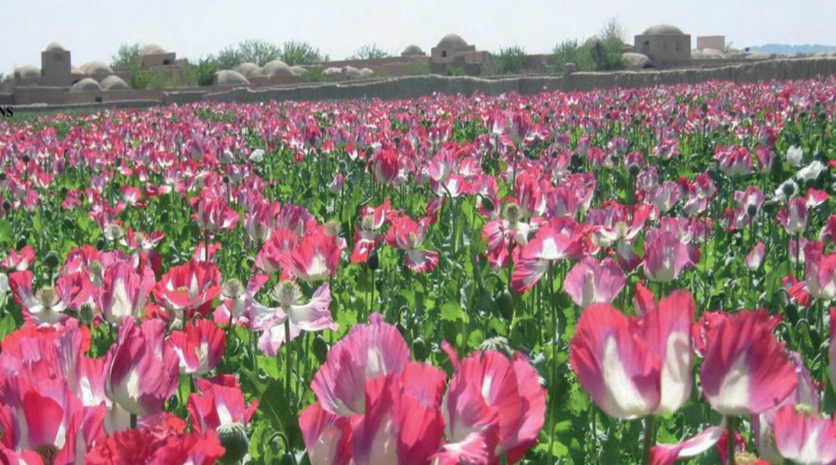 Afghanistan, Opium field, Drugs farm in afghanistan.