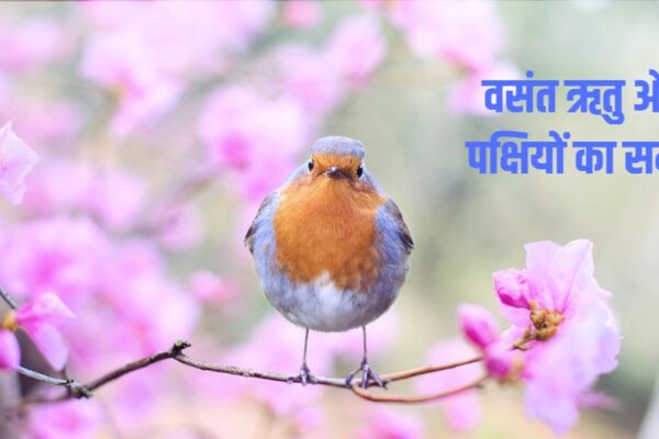Spring Season Birds Progeny: Nature | Egging of Birds |