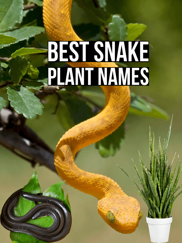 13 Top Snake Plant Names for Homes