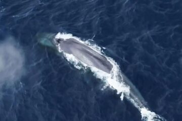 Exploring Antarctic Blue Whales: A 15-Year Sonic Study