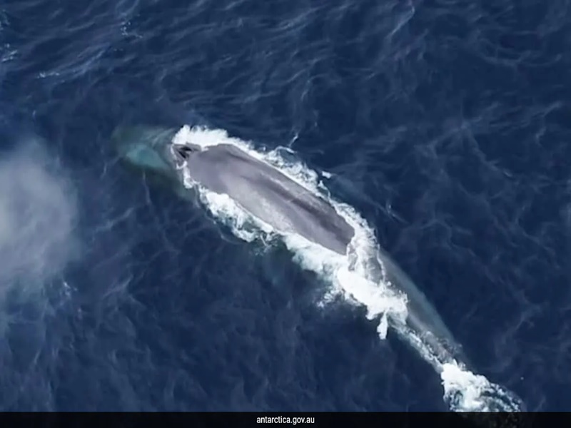 Exploring Antarctic Blue Whales: A 15-Year Sonic Study